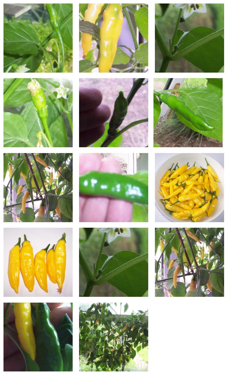 aji-lemon-growing-photo-diary-2010.jpg