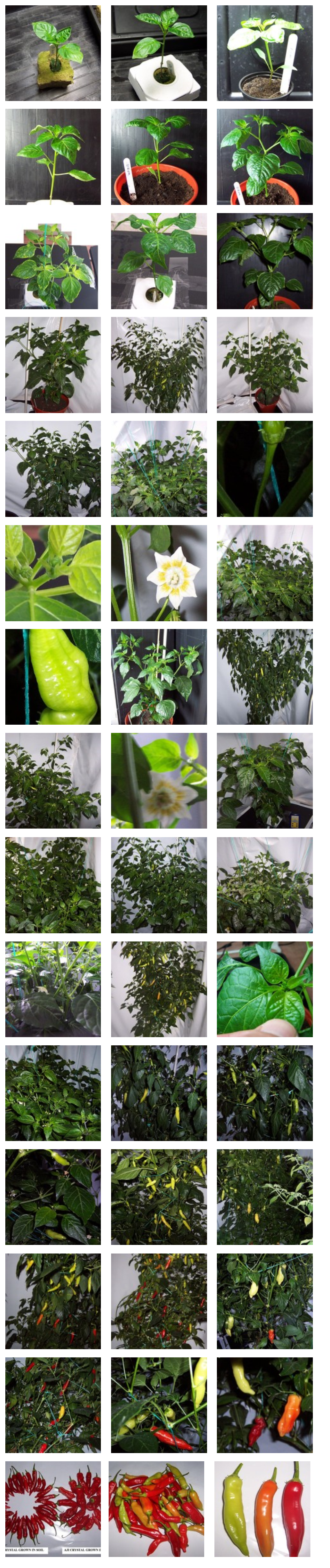 aji.png