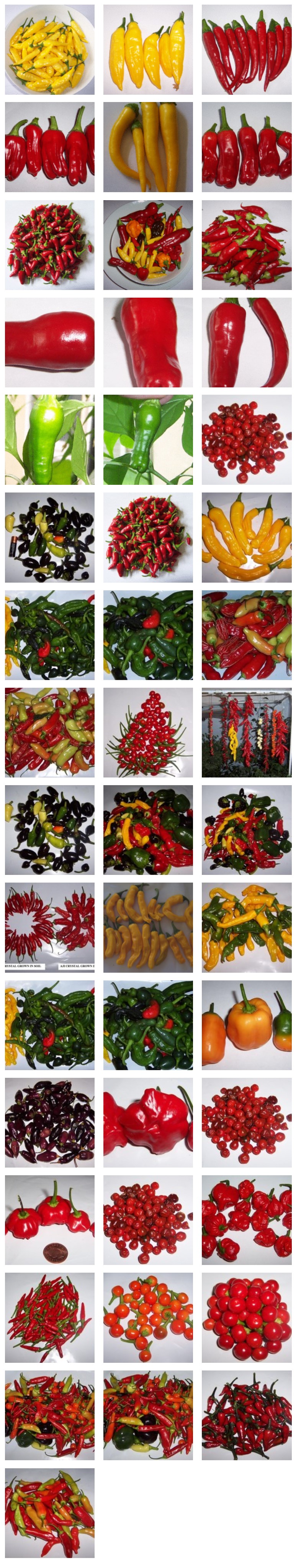 chilli-harvest.jpg