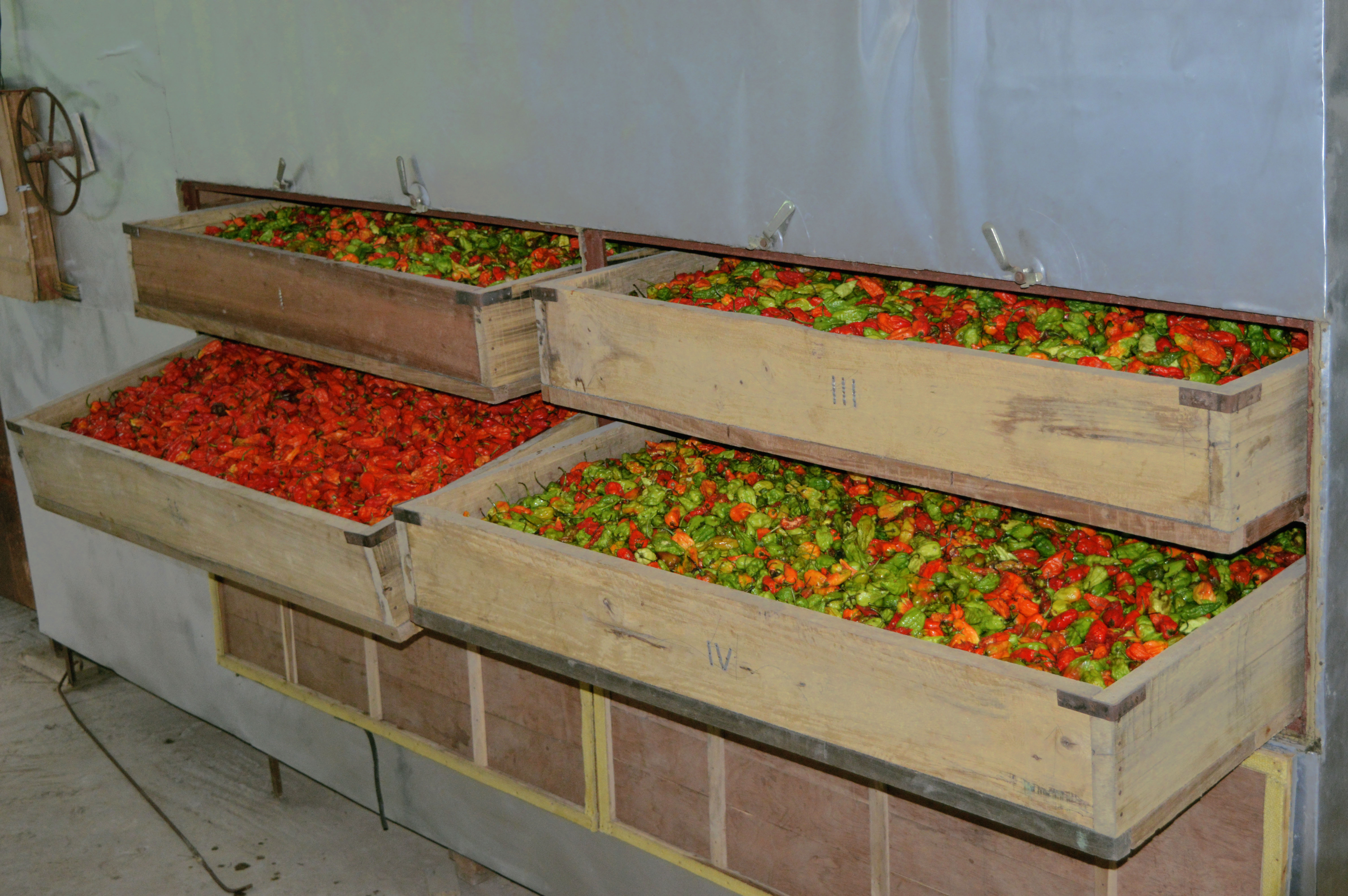 chillies-on-the-web-naga-tray-showing-the-difference-between-our-chilli-and-others-image.jpg