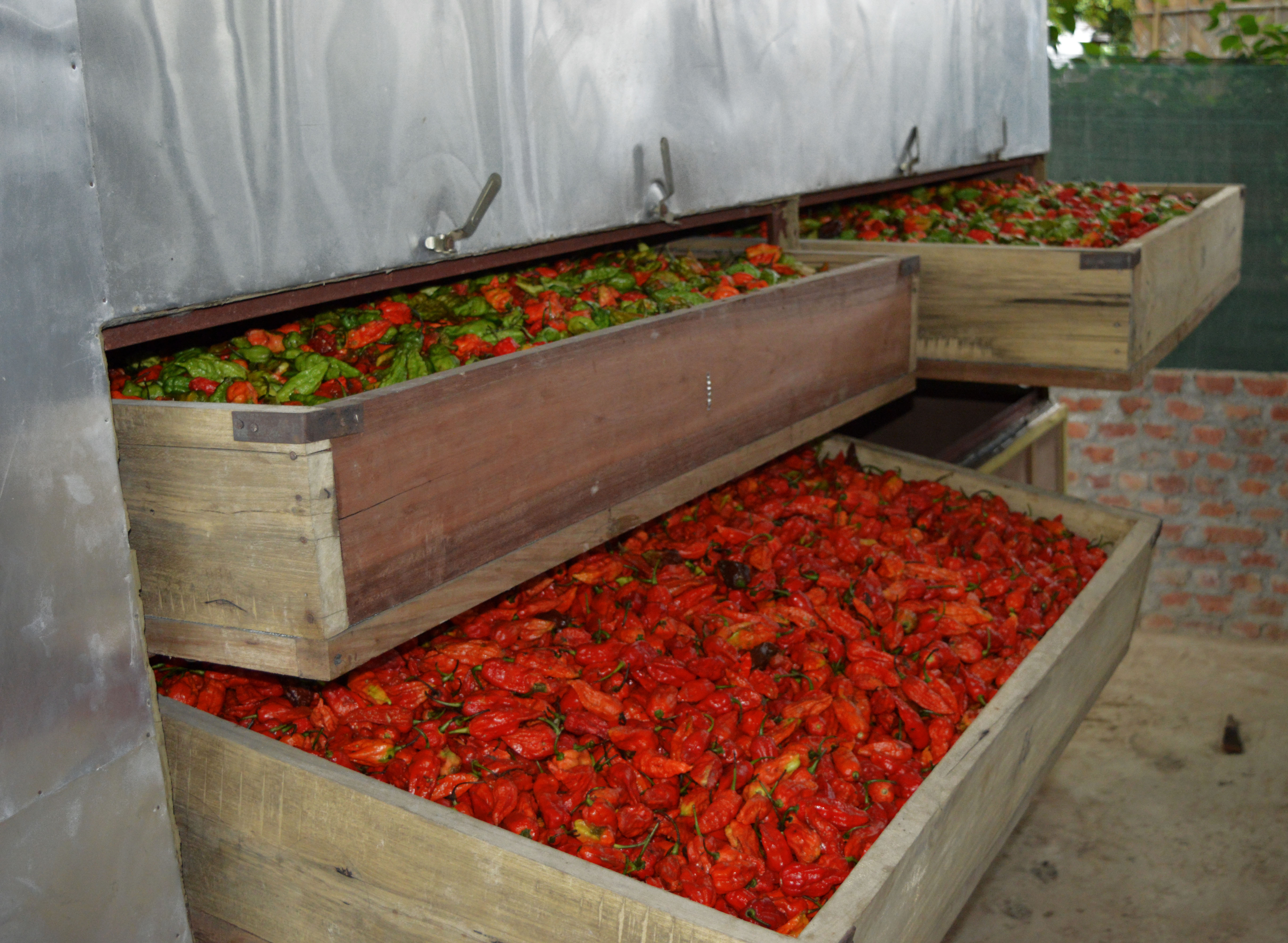 chillies-on-the-web-nagas-being-loaded-into-the-oven-to-dry-image.jpg