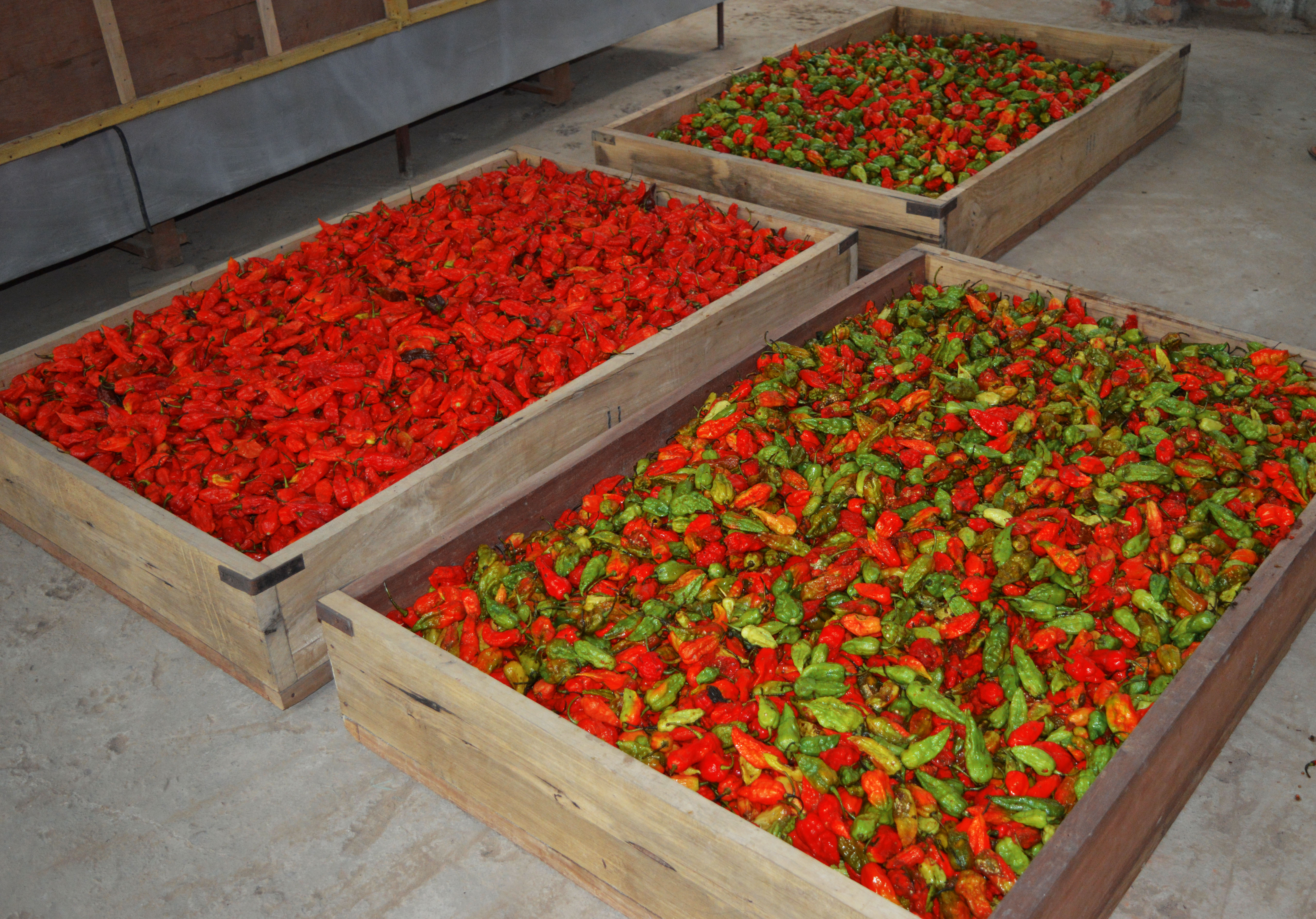 chillies-on-the-web-nagas-seperated-image.jpg