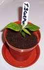 finished-potted-chilli-plant.jpg