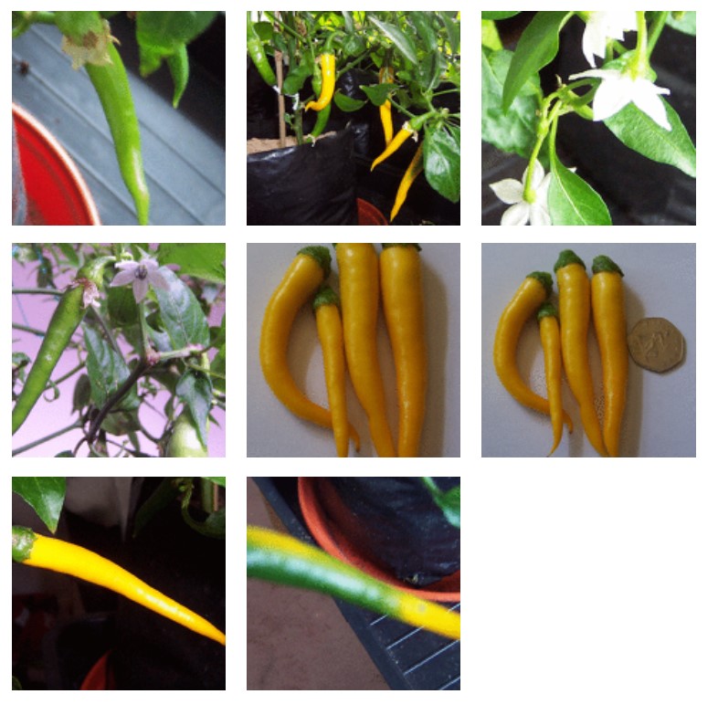 golden-cayeen-chilli-plant-photos-2010.jpg