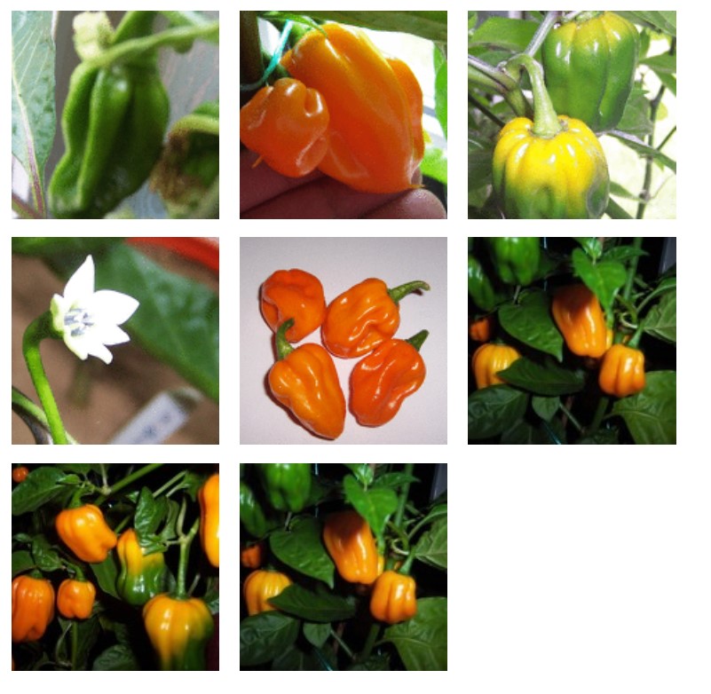 habanero-big-sun-chilli-plant-photos-2010.jpg