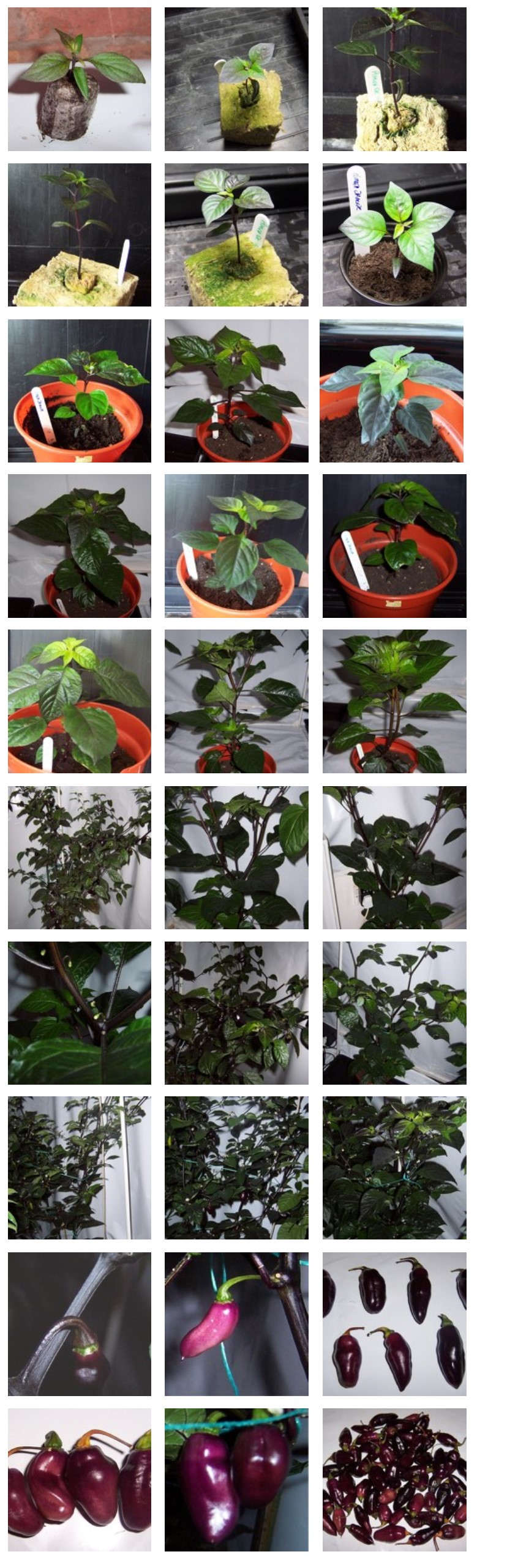 pimenta-da-neyde-photo-diary-growing-guide-2011.jpg