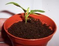 seedling-filled-pot.jpg