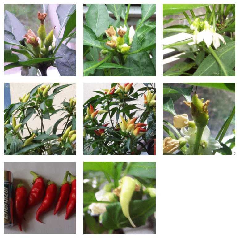 Spagna Chilli Plant Photo Gallery | Chillies on the Web