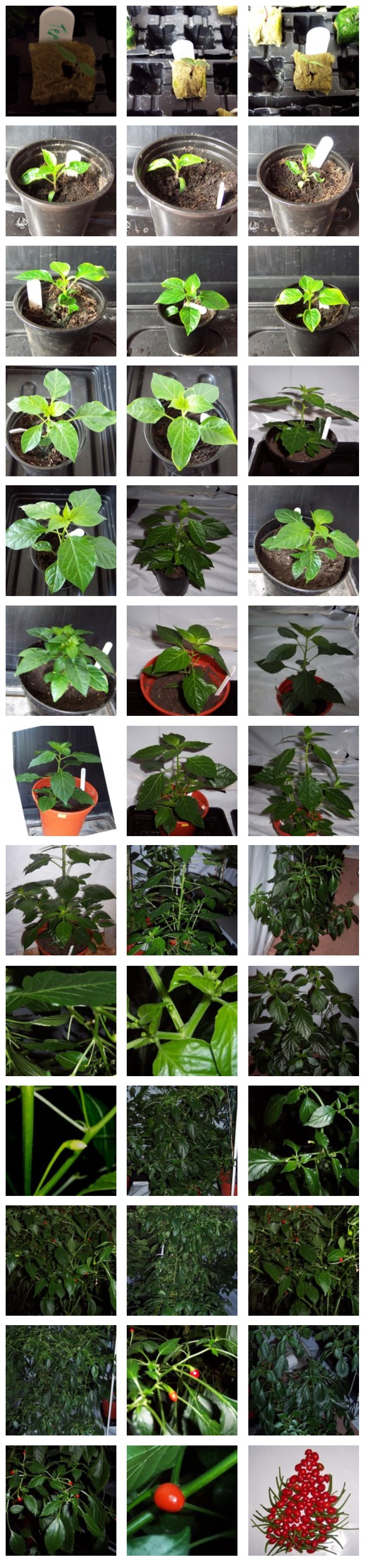 tepin-chilli-plant-photo-diary-gallery-2011.jpg